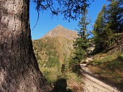 04 Sul sent. 108 con vista sul Pizzo di Giacomo (2184 m) 